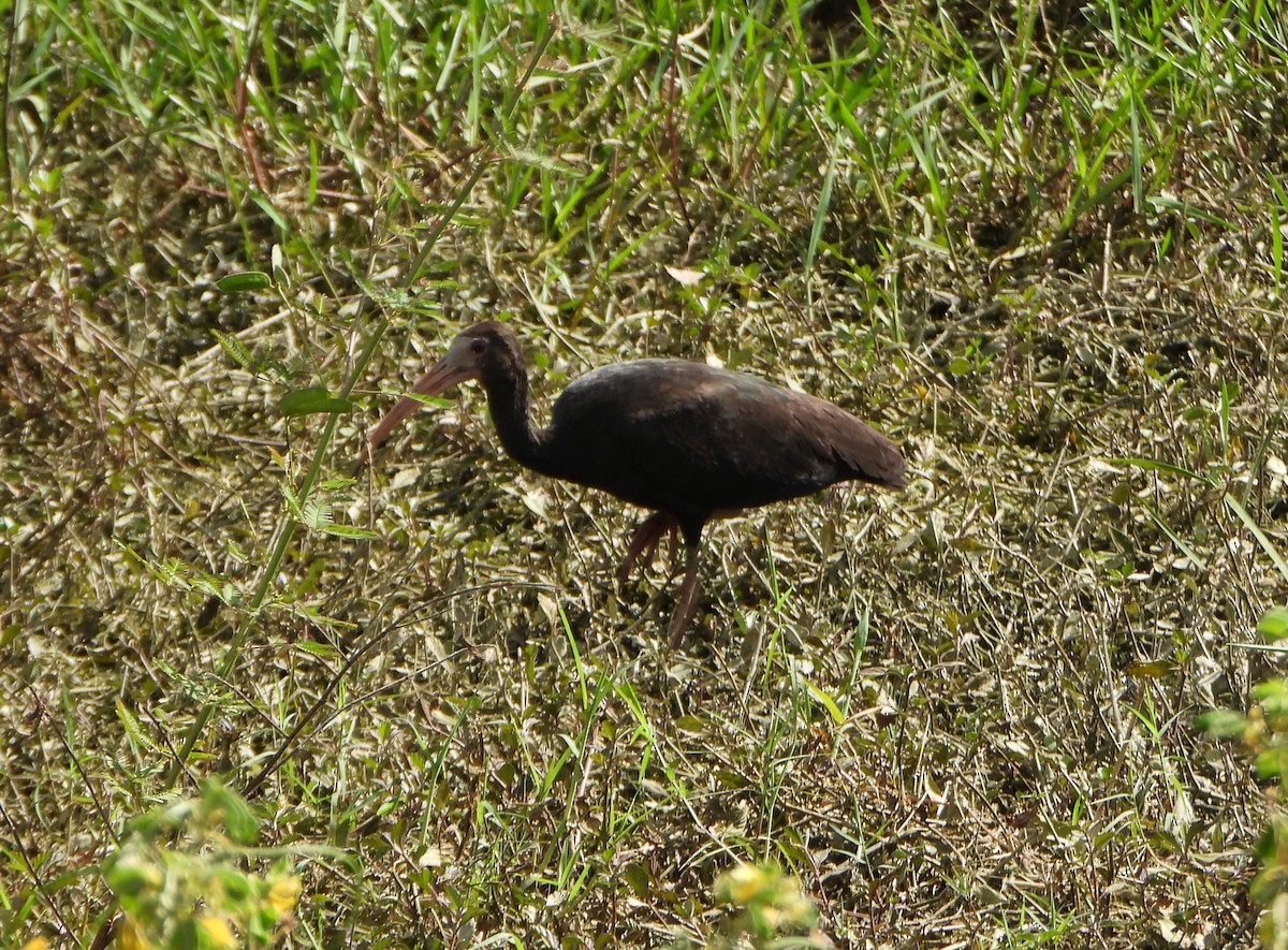 Ibis Afeitado - ML645203223