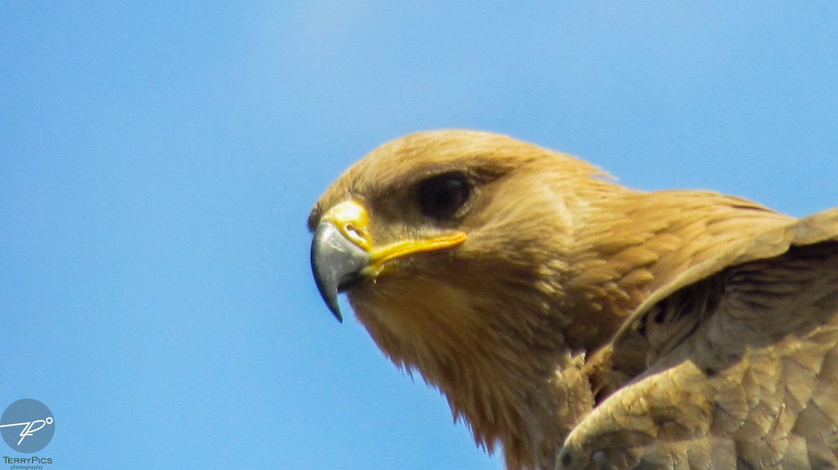 Tawny Eagle - ML645203224