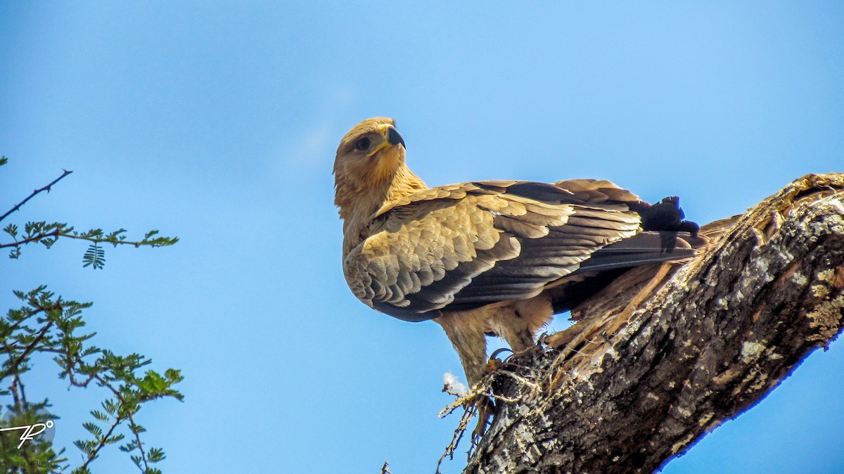 Tawny Eagle - ML645203228