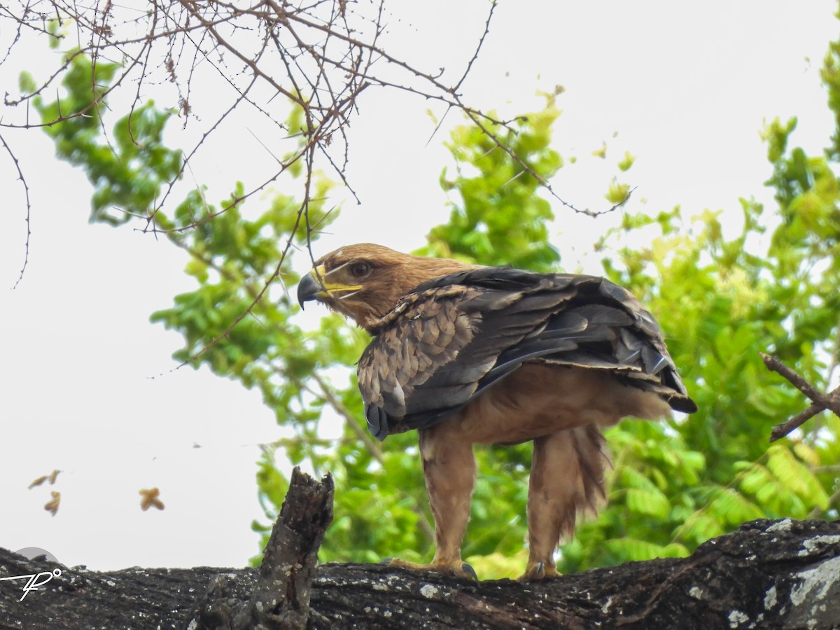 Tawny Eagle - ML645203229