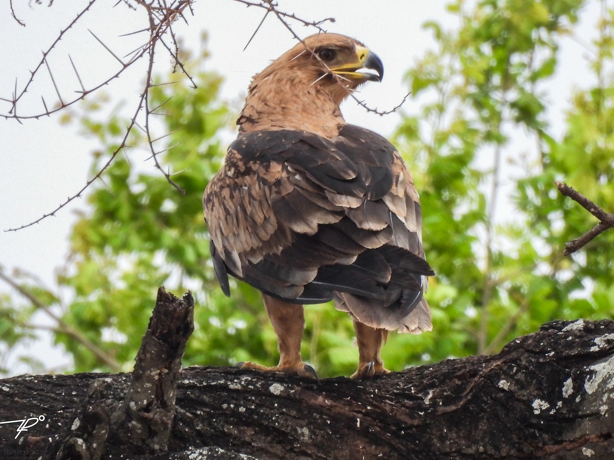 Tawny Eagle - ML645203230