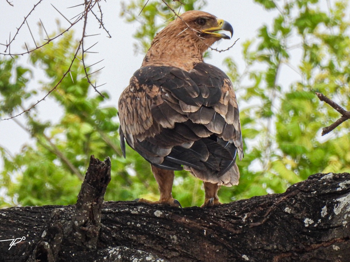 Tawny Eagle - ML645203231