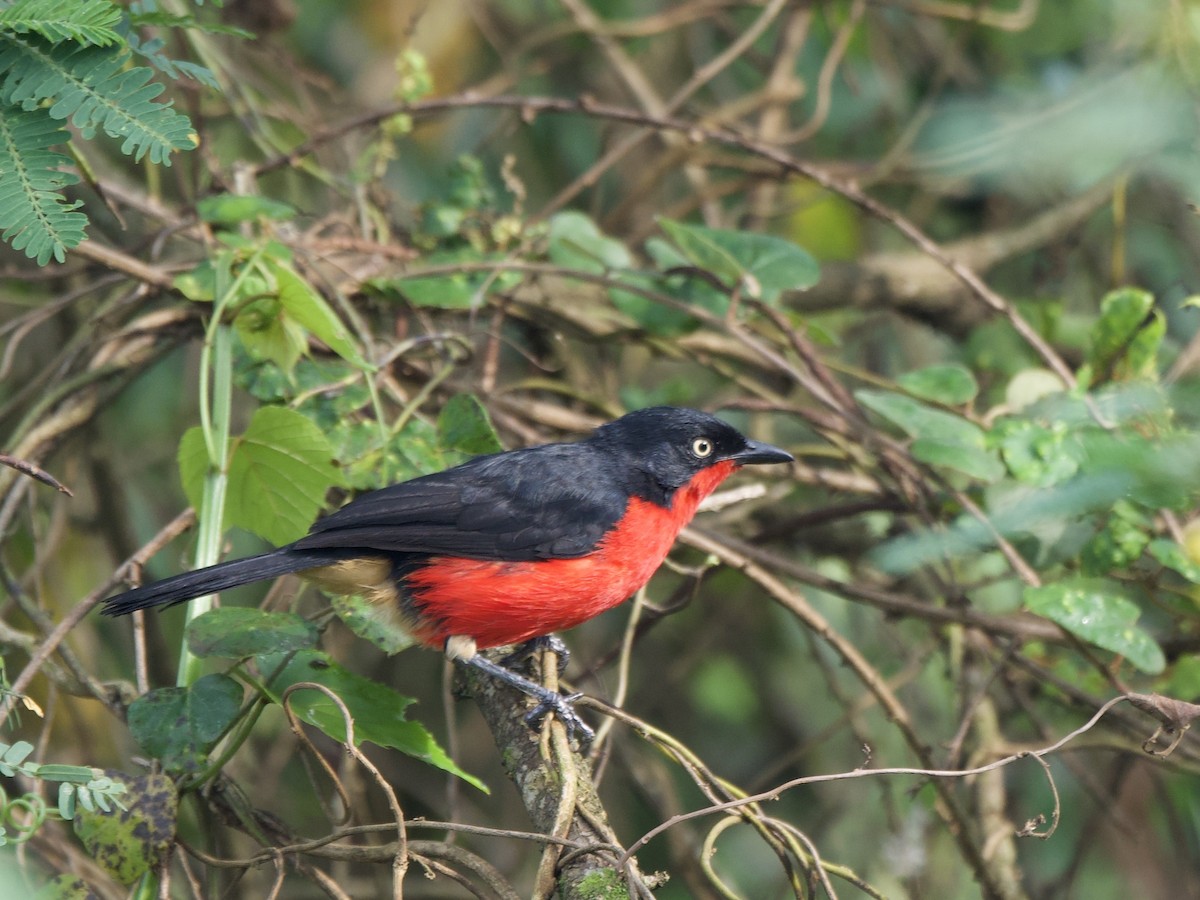 Black-headed Gonolek - ML645203232