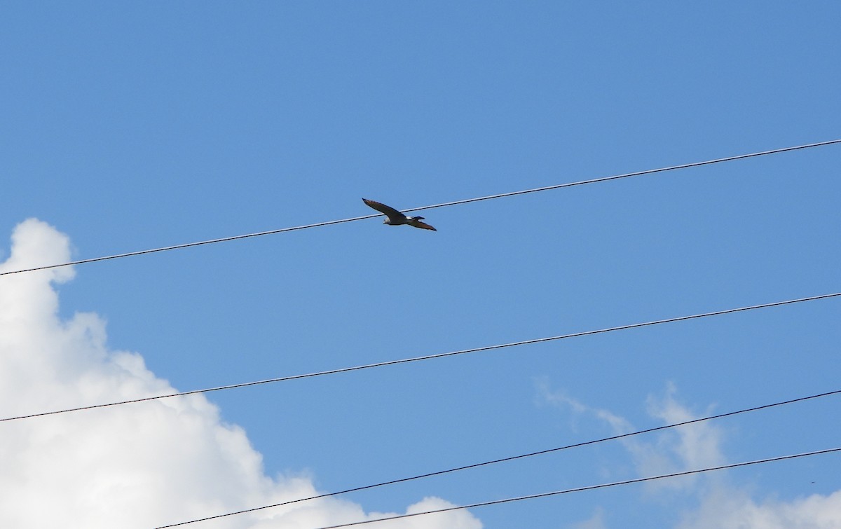 Yol Şahini - ML645203256