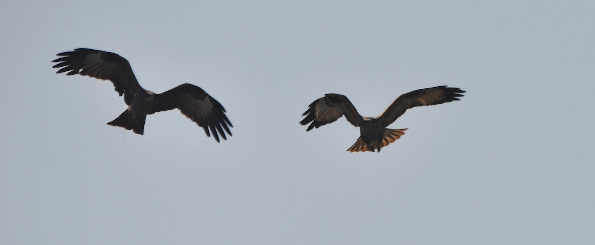 ørnvåk - ML645203259