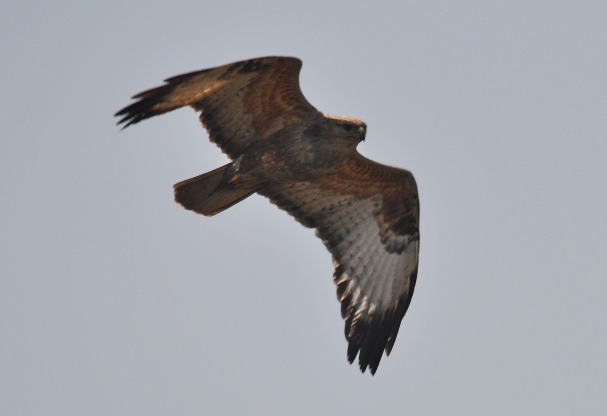 ørnvåk - ML645203260