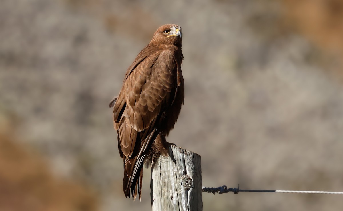 Common Buzzard - ML645203263