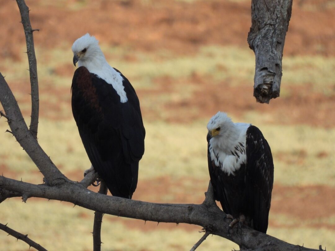 African Fish-Eagle - ML645203266