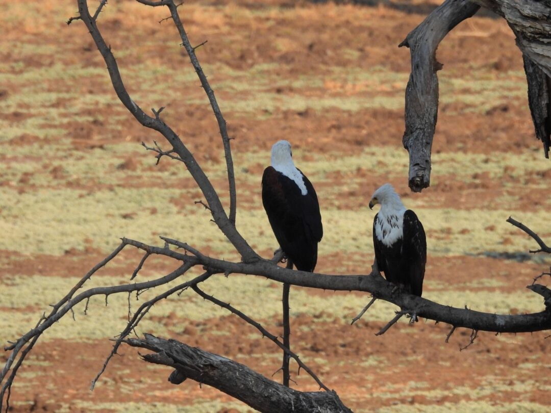 African Fish-Eagle - ML645203267