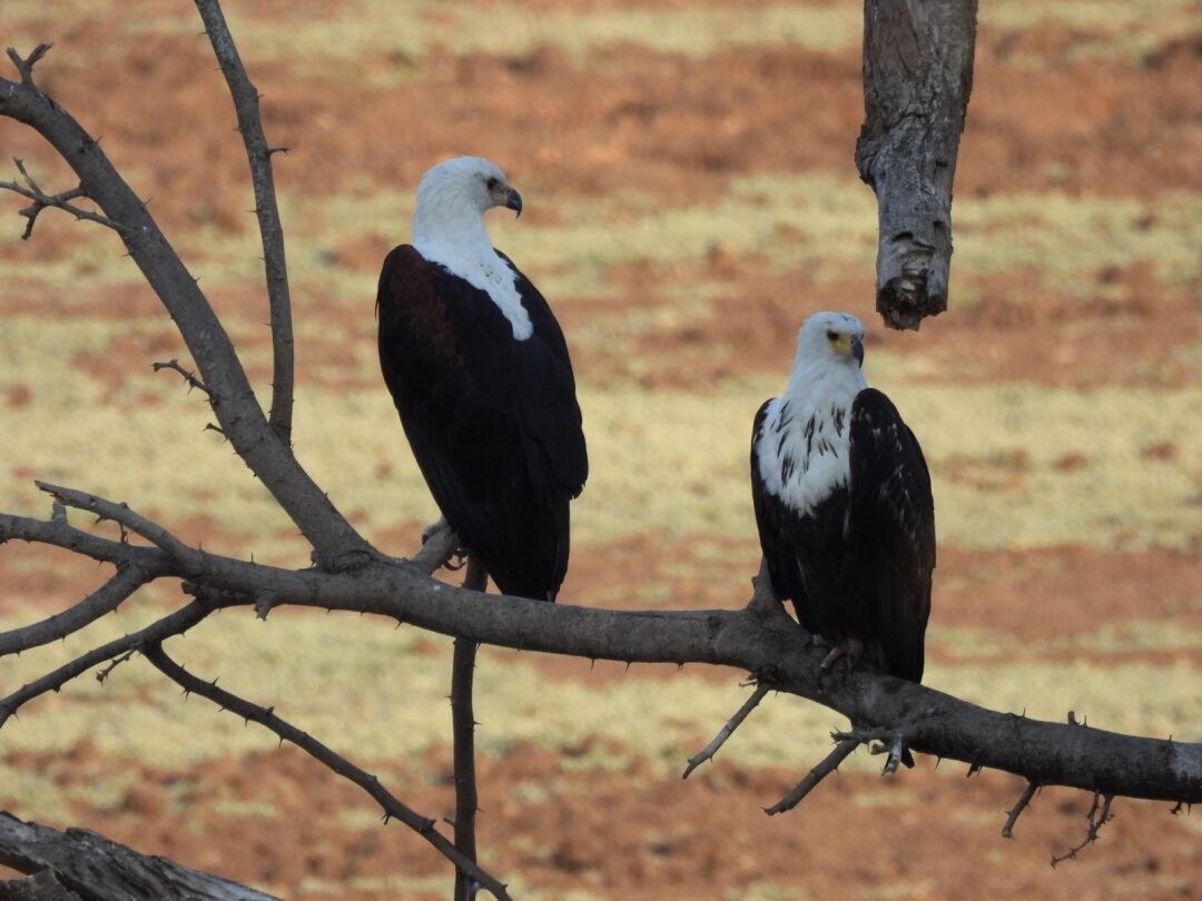 African Fish-Eagle - ML645203268