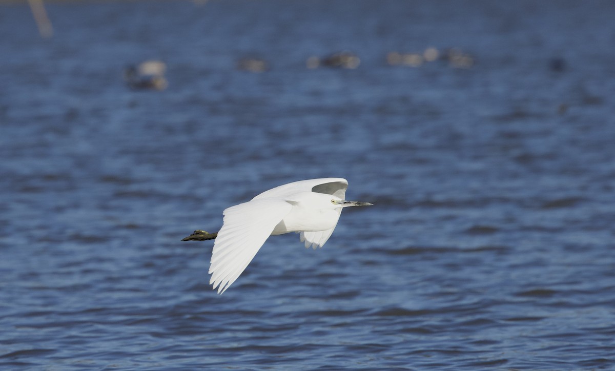 silkehegre - ML645203277