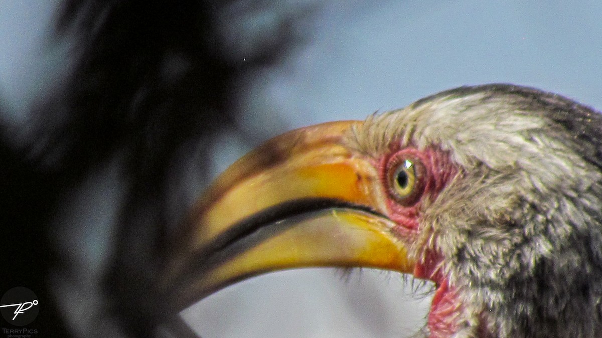 Southern Yellow-billed Hornbill - ML645203285