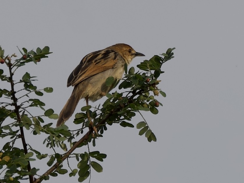 Carruthers's Cisticola - ML645203294