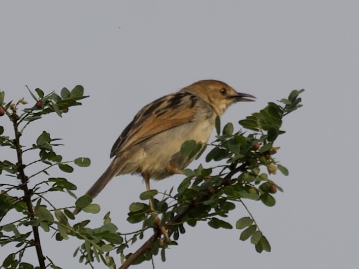 Carruthers's Cisticola - ML645203295