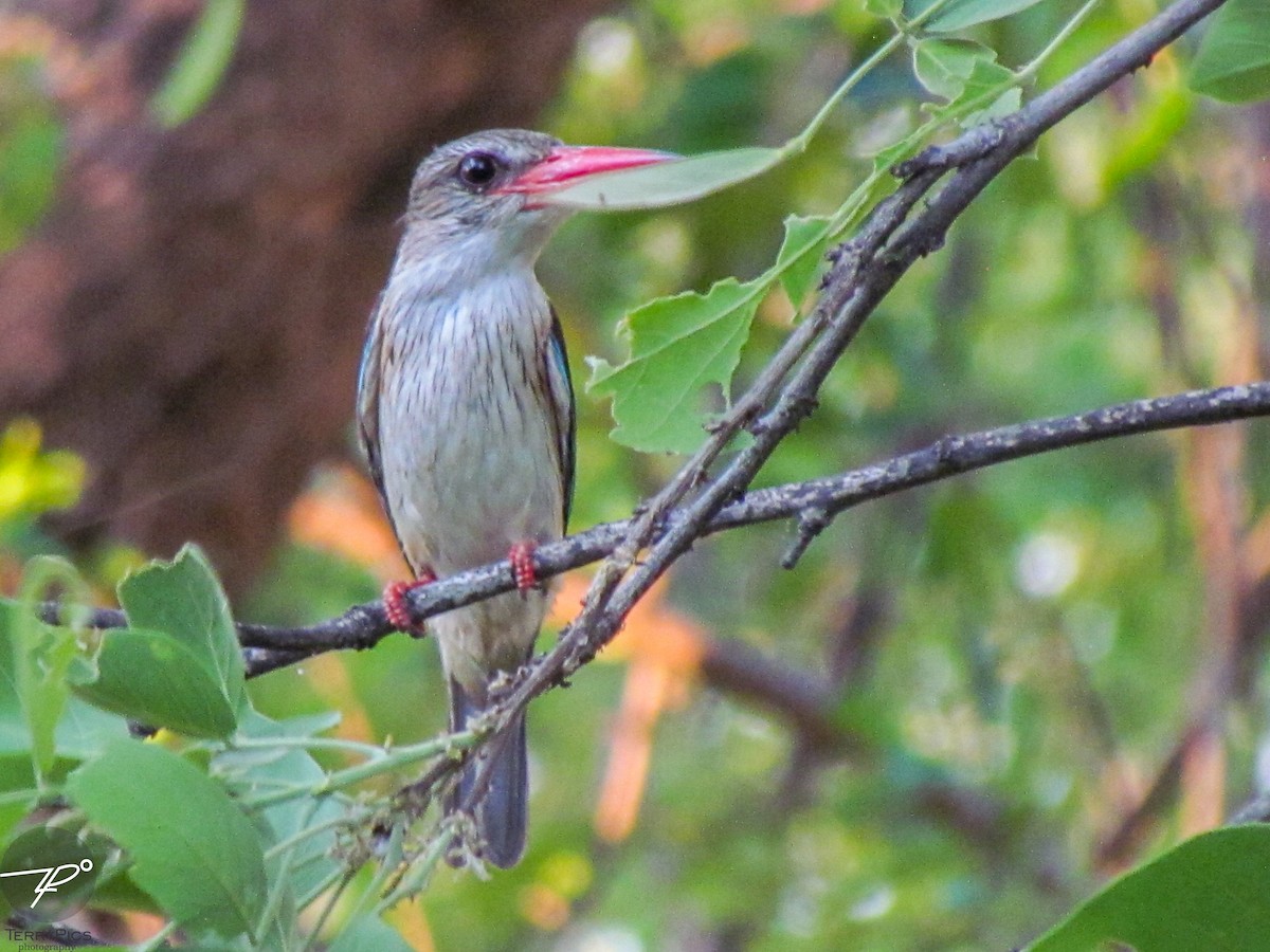 Brown-hooded Kingfisher - ML645203300