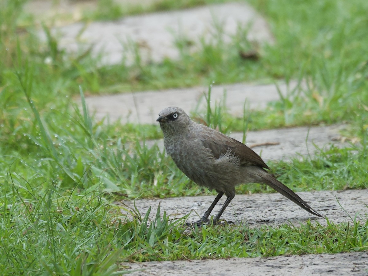 Black-lored Babbler - ML645203306