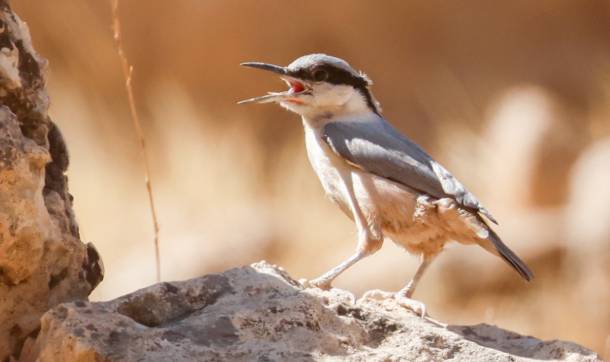 Eastern Rock Nuthatch - ML645203307