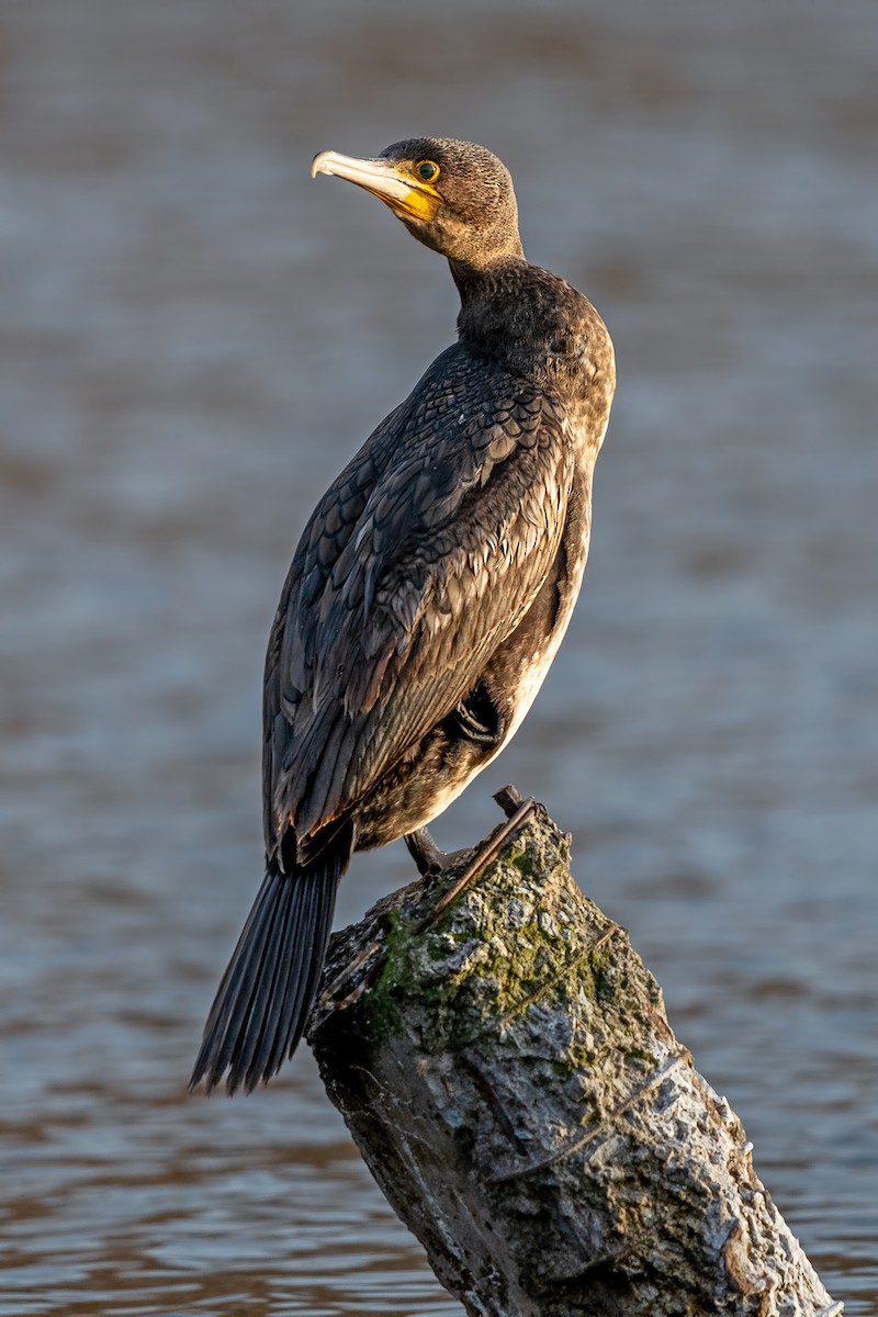 storskarv - ML645203311