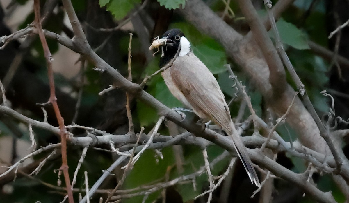 White-eared Bulbul - ML645203318