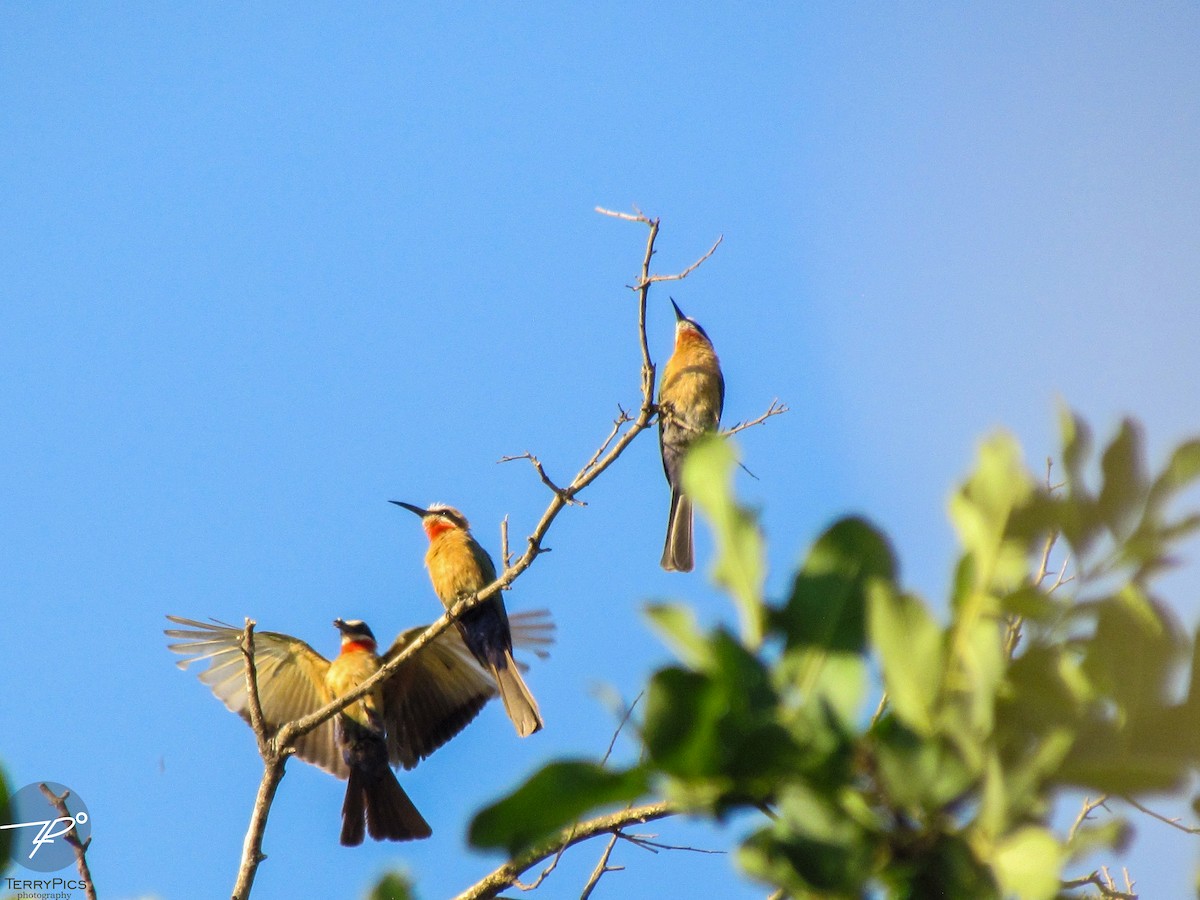 White-fronted Bee-eater - ML645203328
