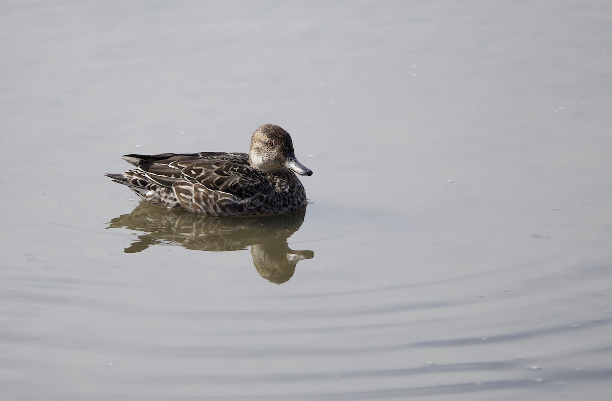 krikkand - ML645203336