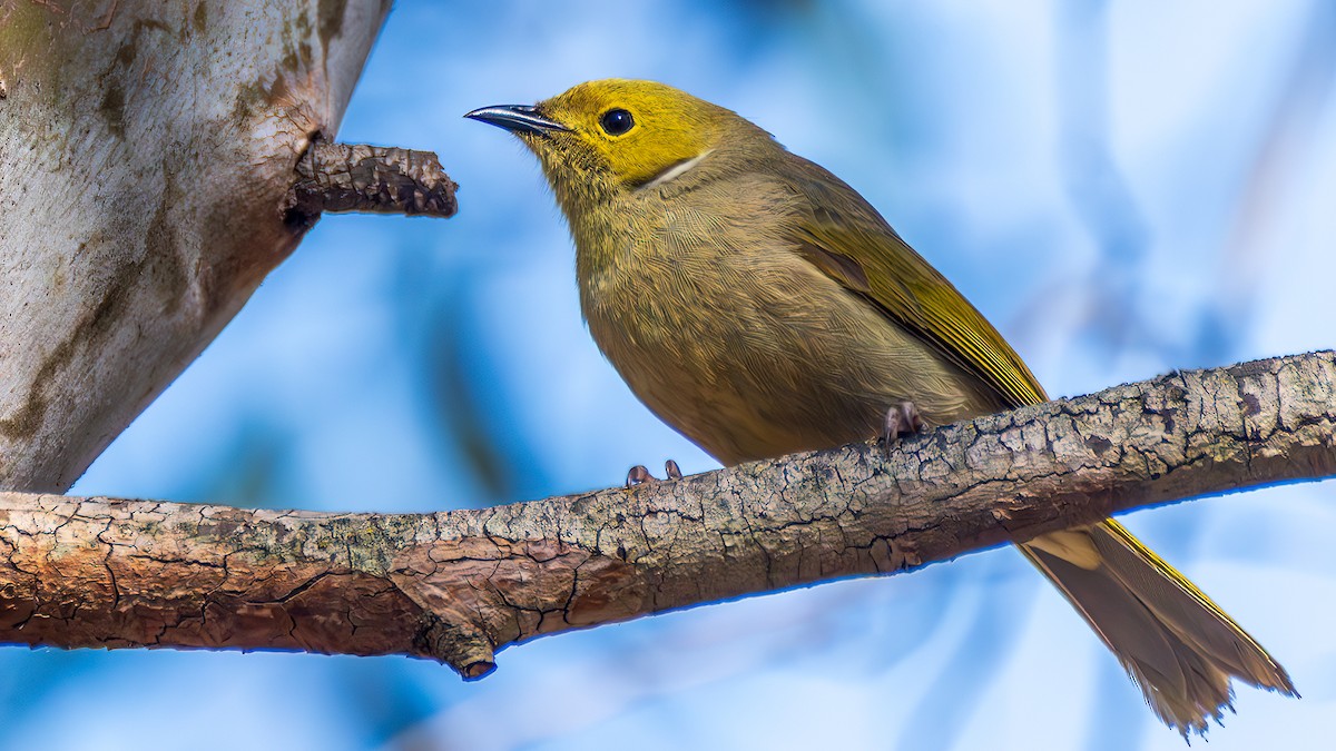 hvitsmykkehonningeter - ML645203338