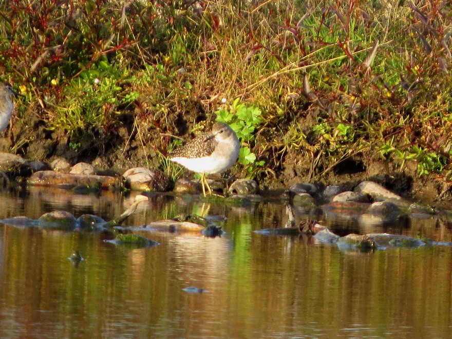 grønnstilk - ML645203344