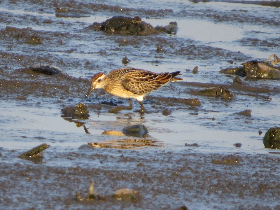 spisstjertsnipe - ML645203346