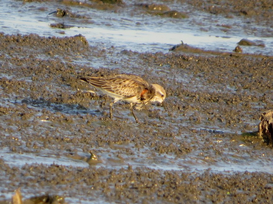 rødstrupesnipe - ML645203348