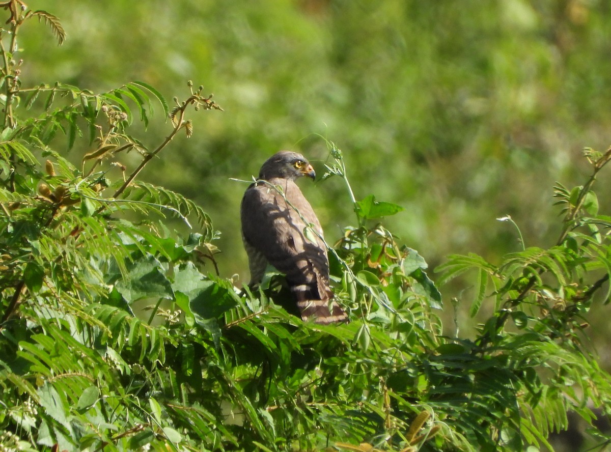 Yol Şahini - ML645203349