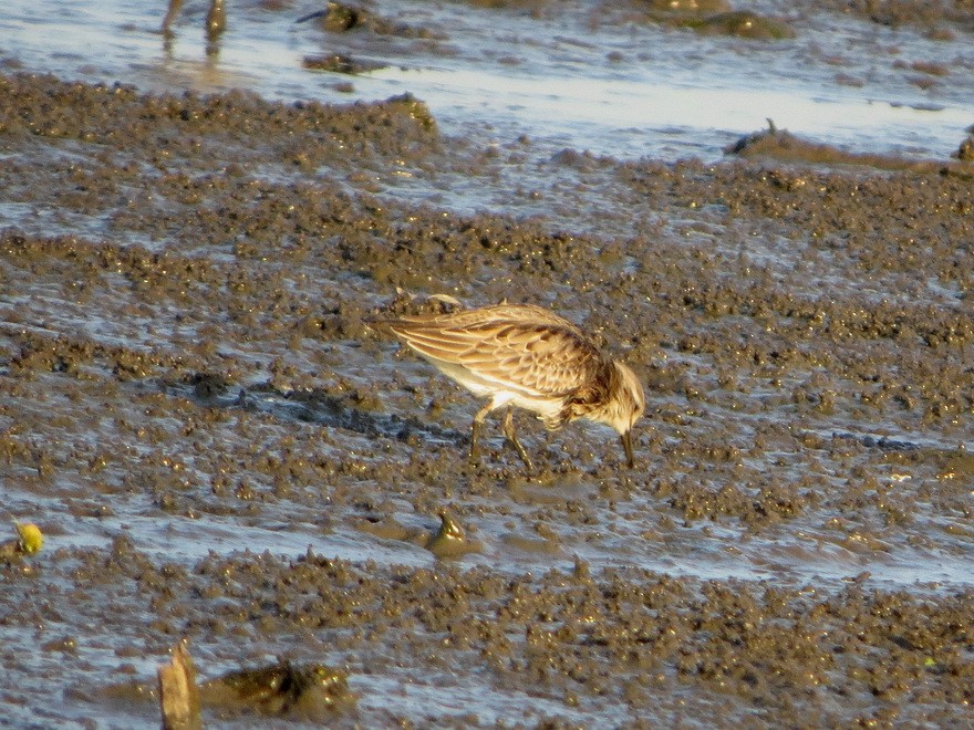 rødstrupesnipe - ML645203350
