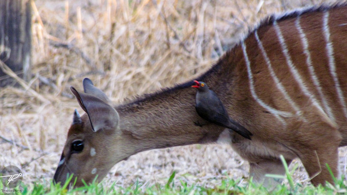 Red-billed Oxpecker - ML645203353