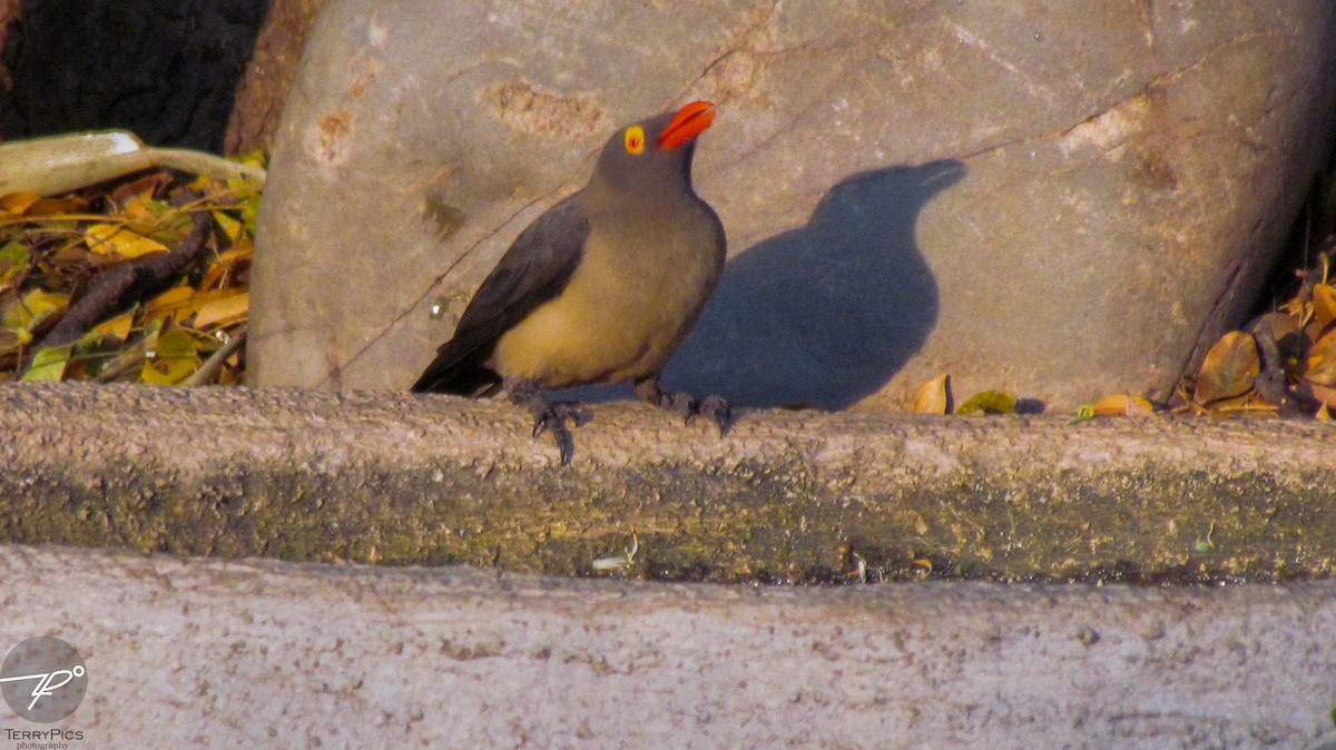 Red-billed Oxpecker - ML645203354