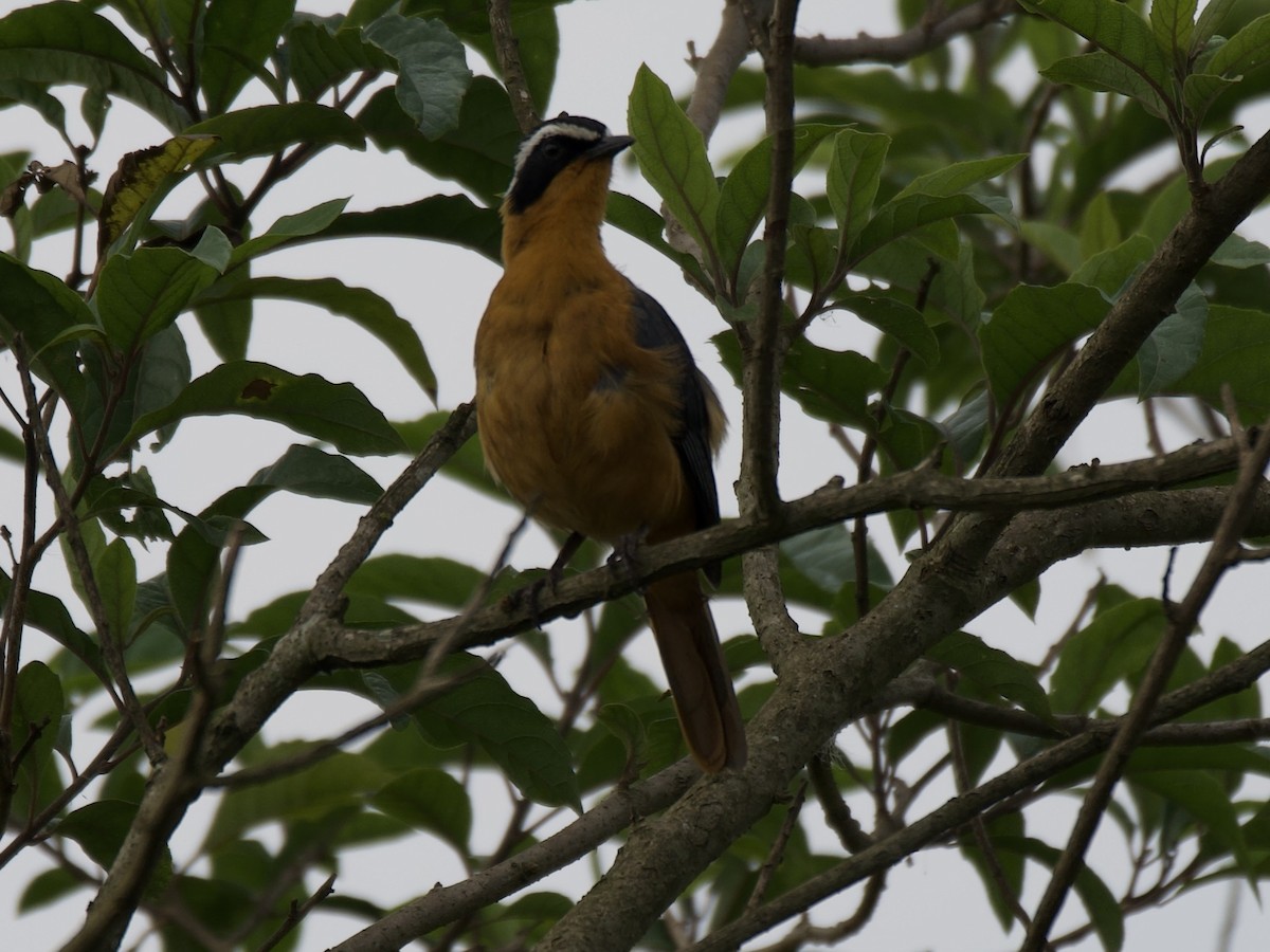 White-browed Robin-Chat - ML645203356
