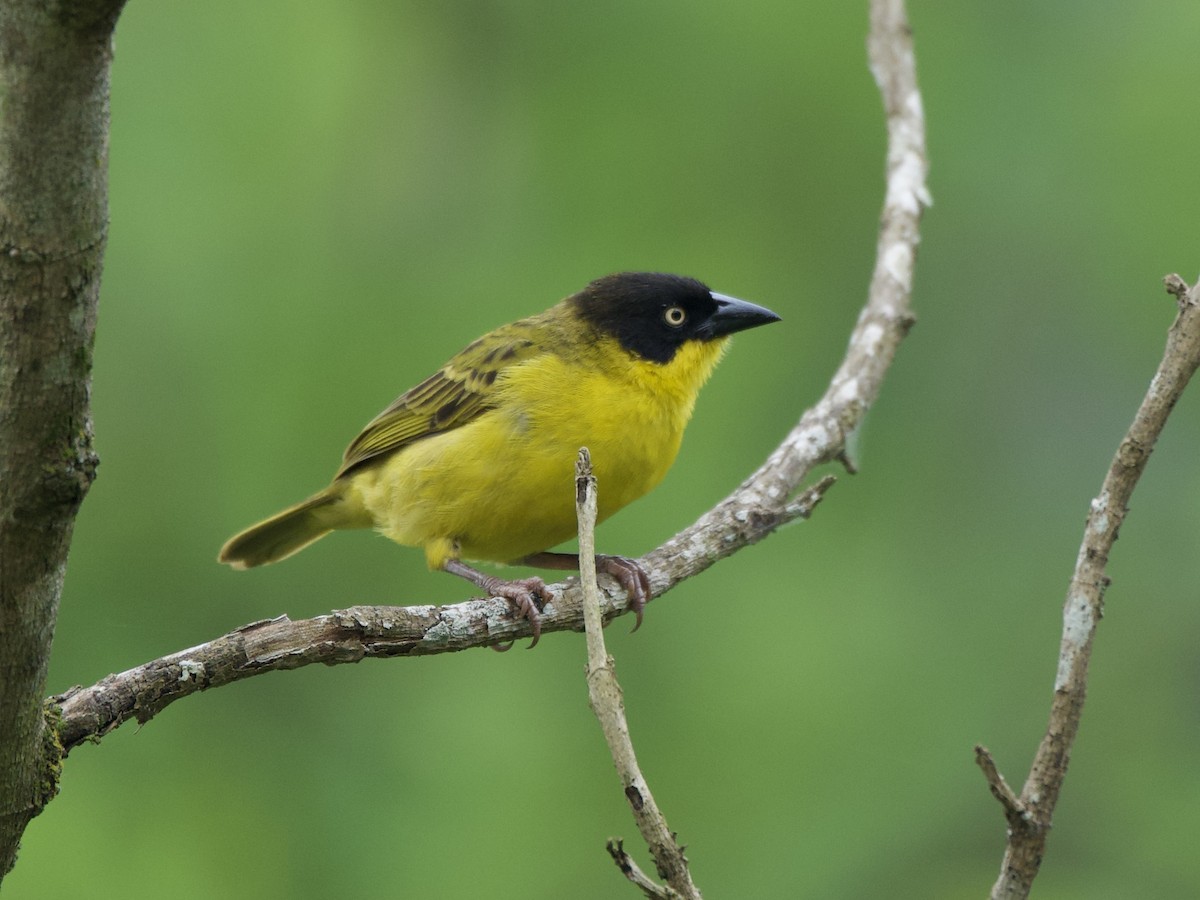 Tejedor Baglafecht - ML645203359