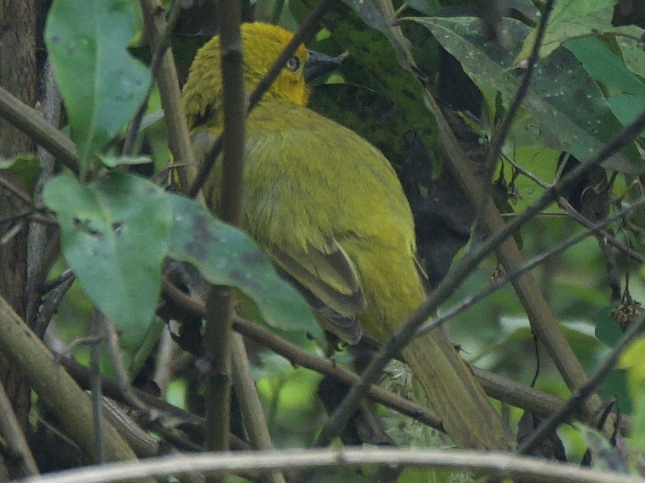 Holub's Golden-Weaver - ML645203363