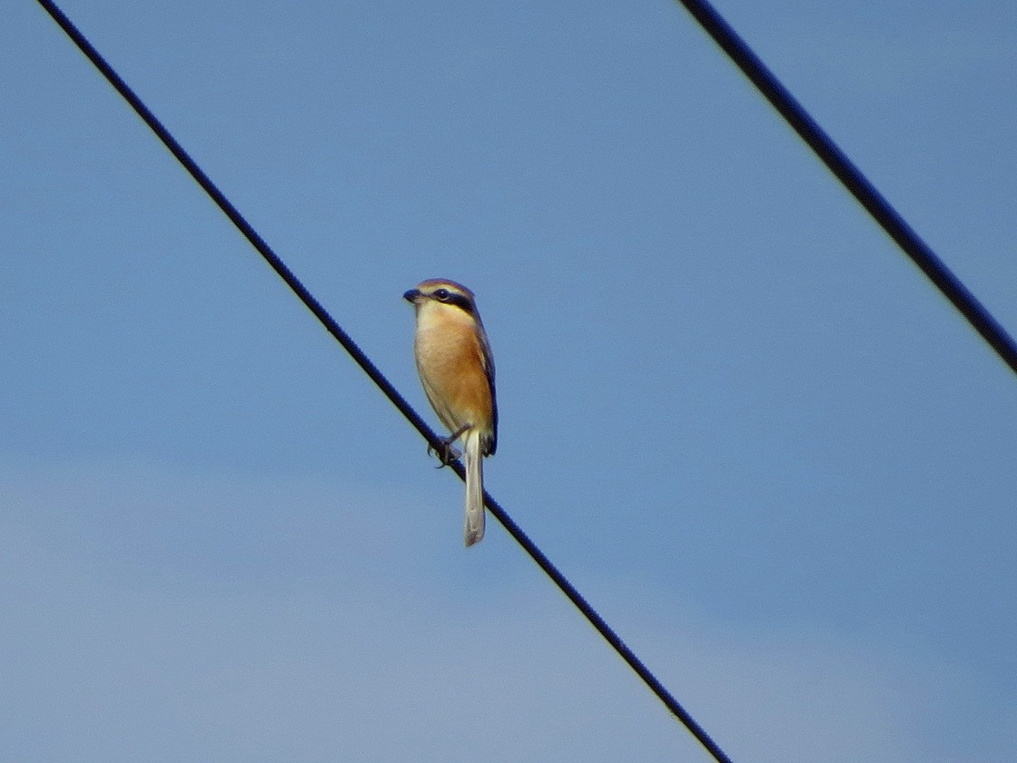 oksevarsler - ML645203367