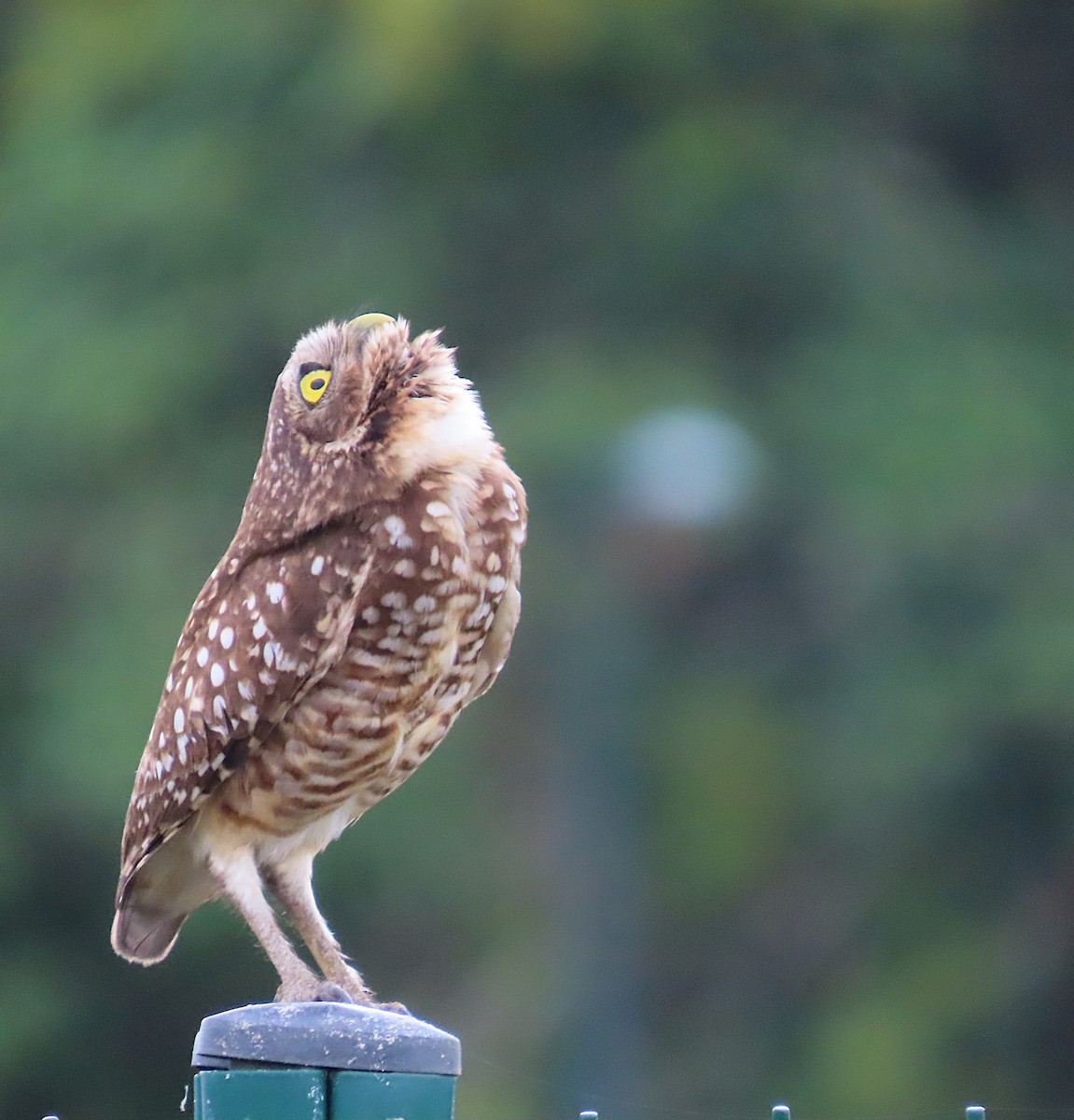 Yer Kukumavı - ML645203369