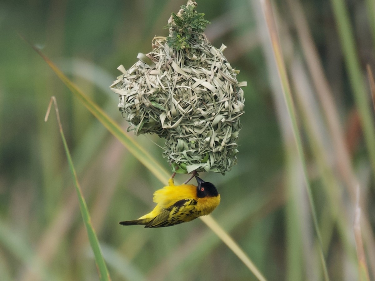 Village Weaver - ML645203372