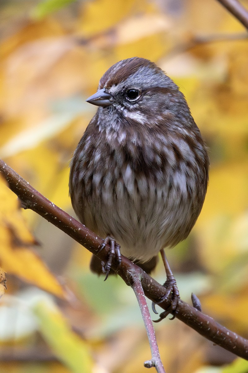 Song Sparrow - ML645203374