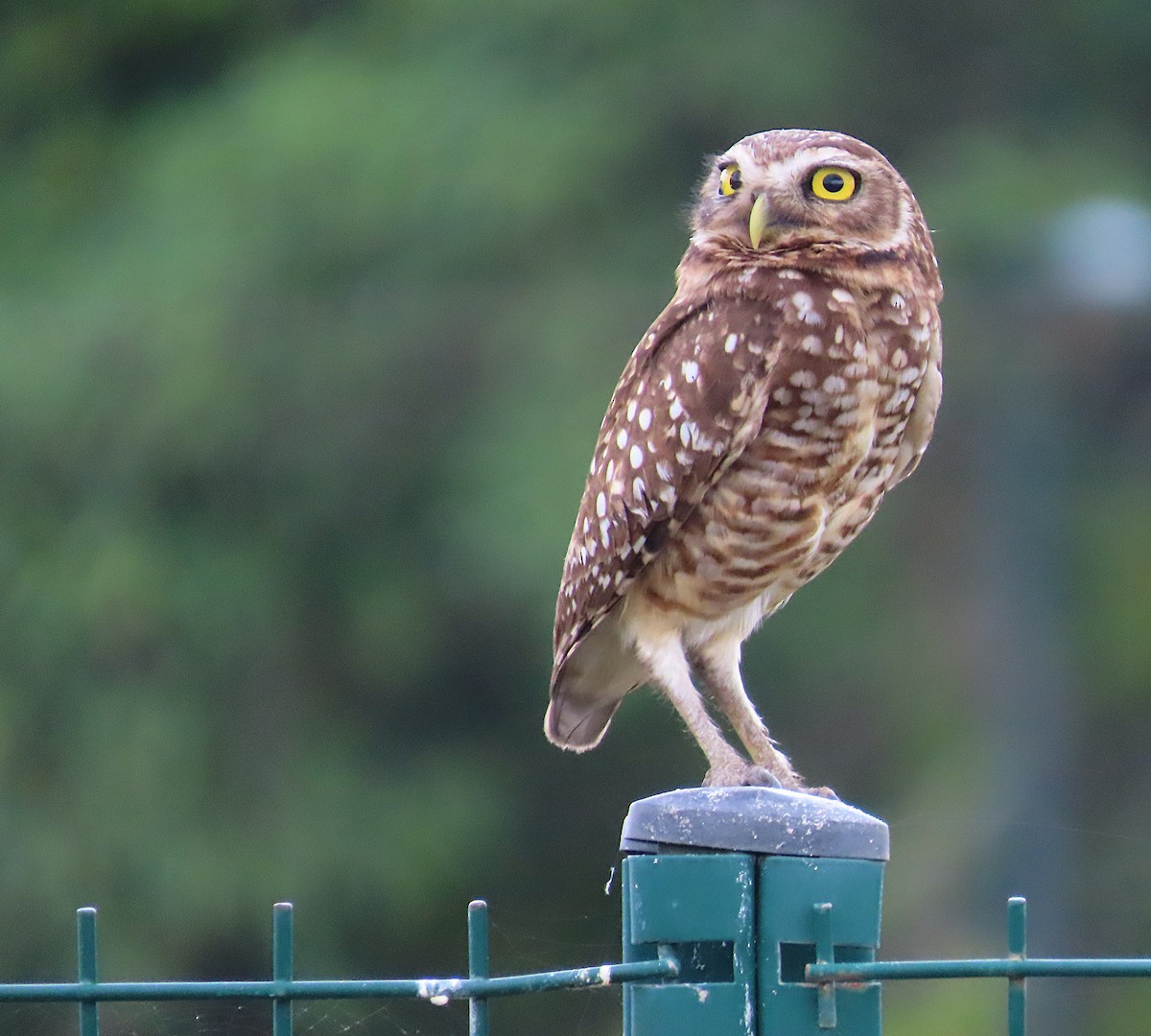 Yer Kukumavı - ML645203375