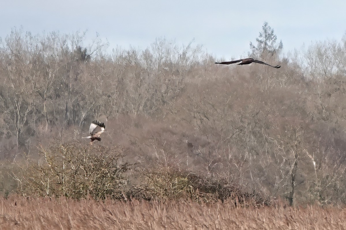 Saz Delicesi - ML645203381