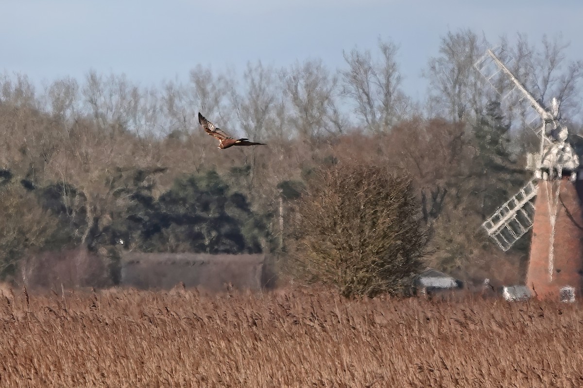 Saz Delicesi - ML645203382