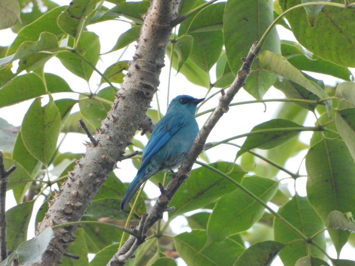 Gökçe Sinekkapan - ML645203387