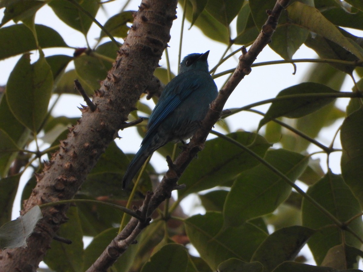 Gökçe Sinekkapan - ML645203388