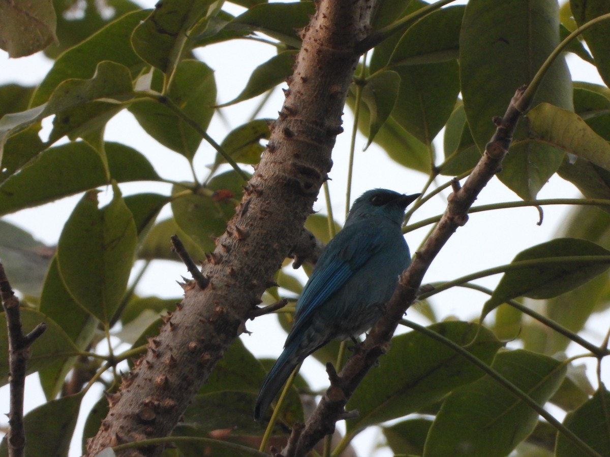 Gökçe Sinekkapan - ML645203389