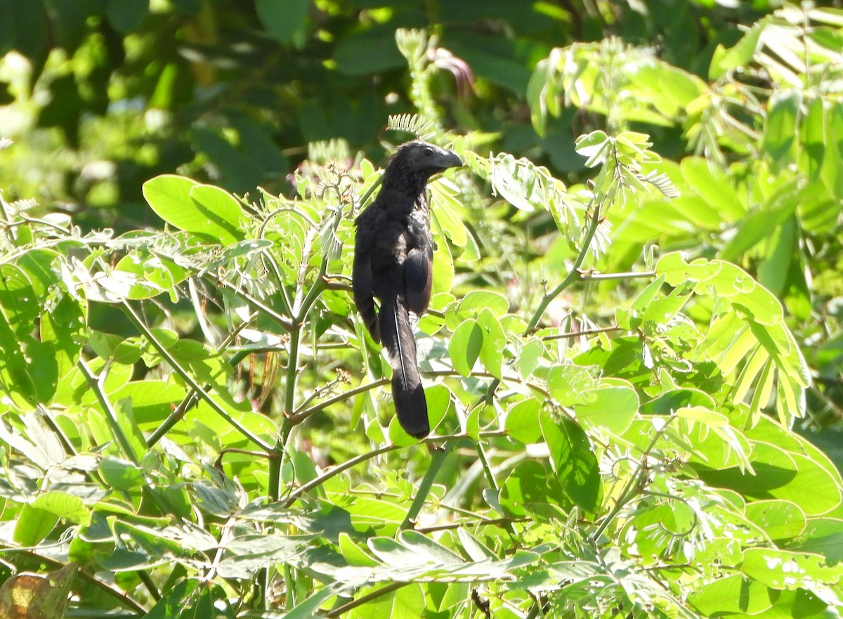 Smooth-billed Ani - ML645203391