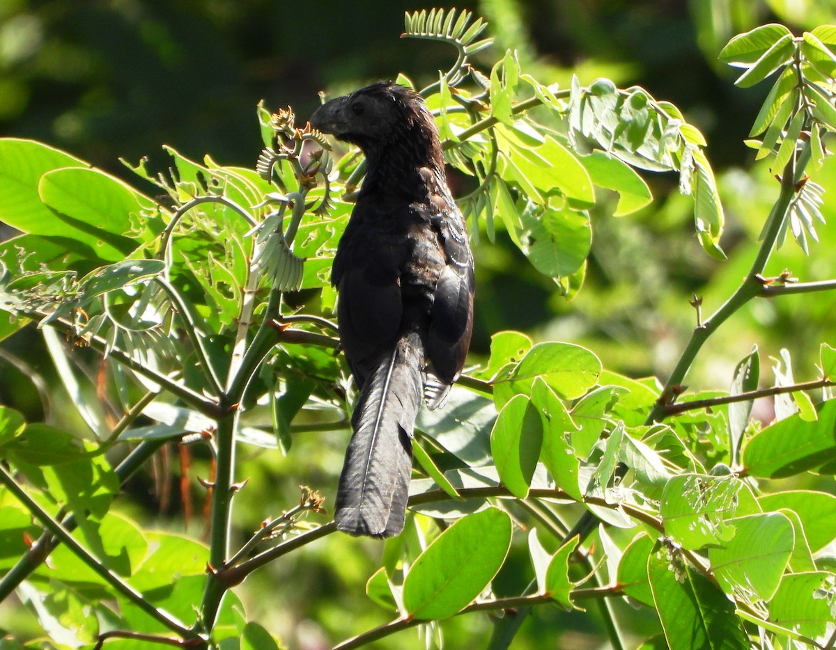 Smooth-billed Ani - ML645203392