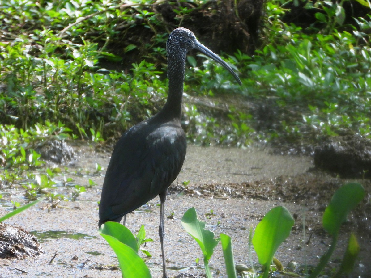 Çeltikçi - ML645203396