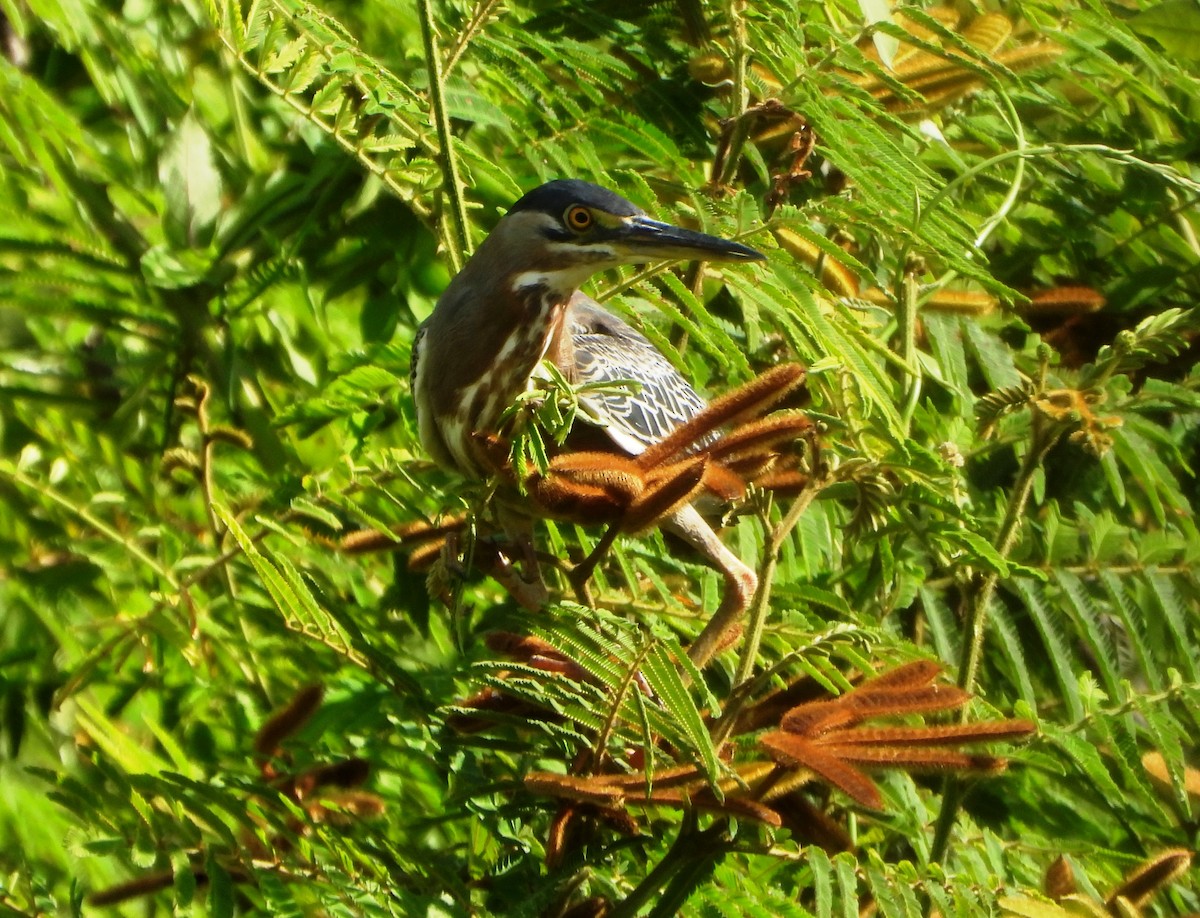 Tropikal Yeşil Balıkçıl - ML645203399